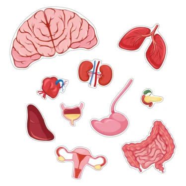 Pussel Kroppen - Flicka - Image 3